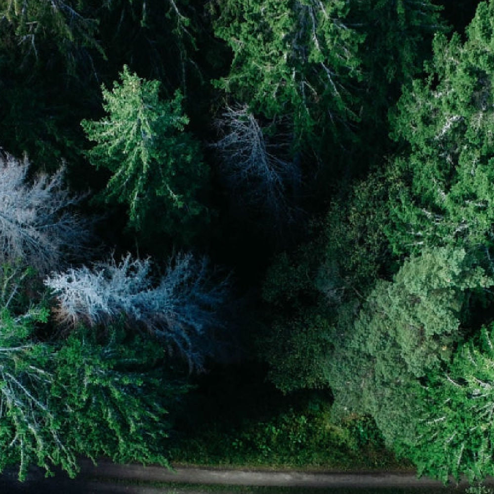 Aerial view of a dense forest with green and brown trees.
